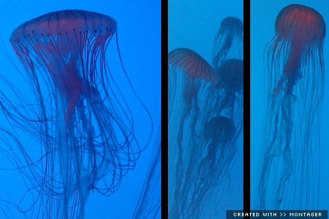 Montager: Jellyfish